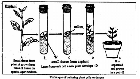 1306_Tissue culture.png